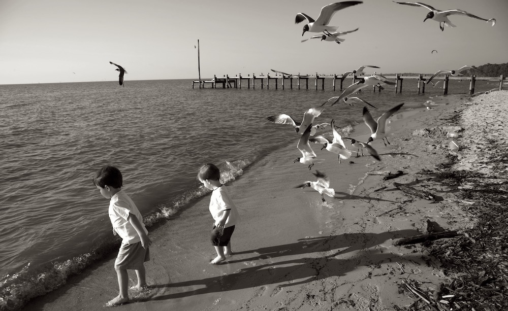 mobile-bay-boys-gulls
